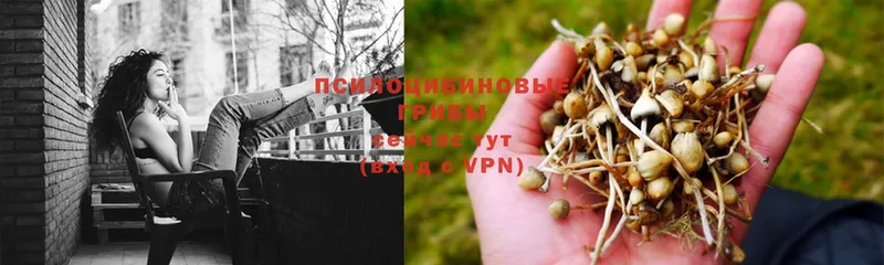 Псилоцибиновые грибы Psilocybe  Менделеевск 